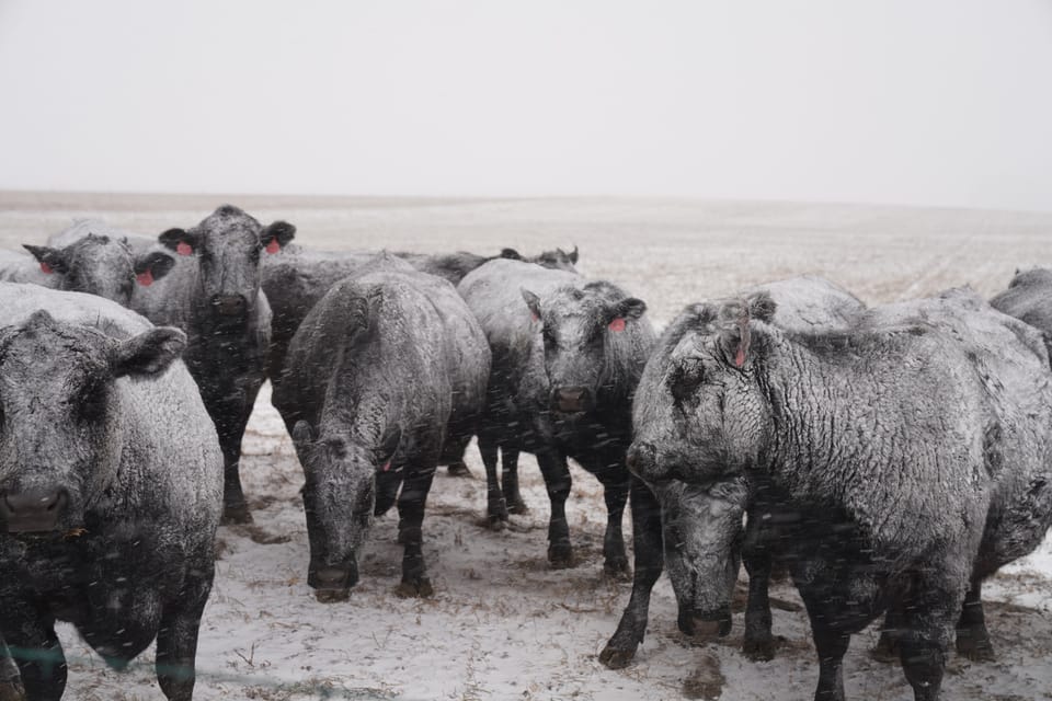 Black cattle standing close together in a snowed pasture under a pale sky.