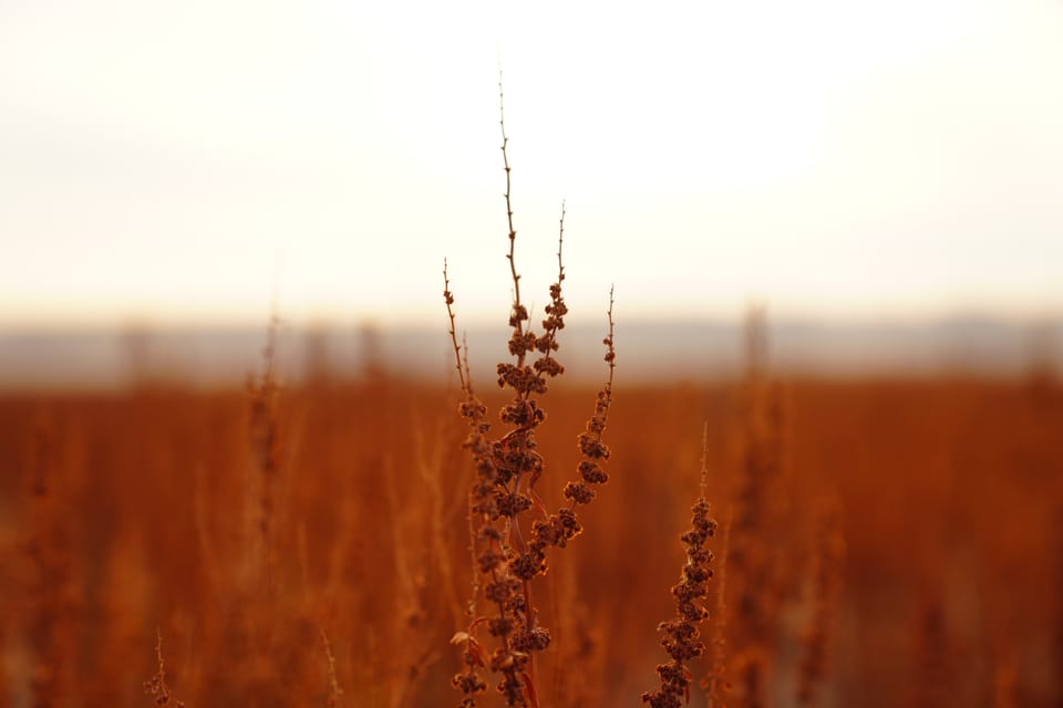 Dry seed heads in close focus against a blurred winter field.